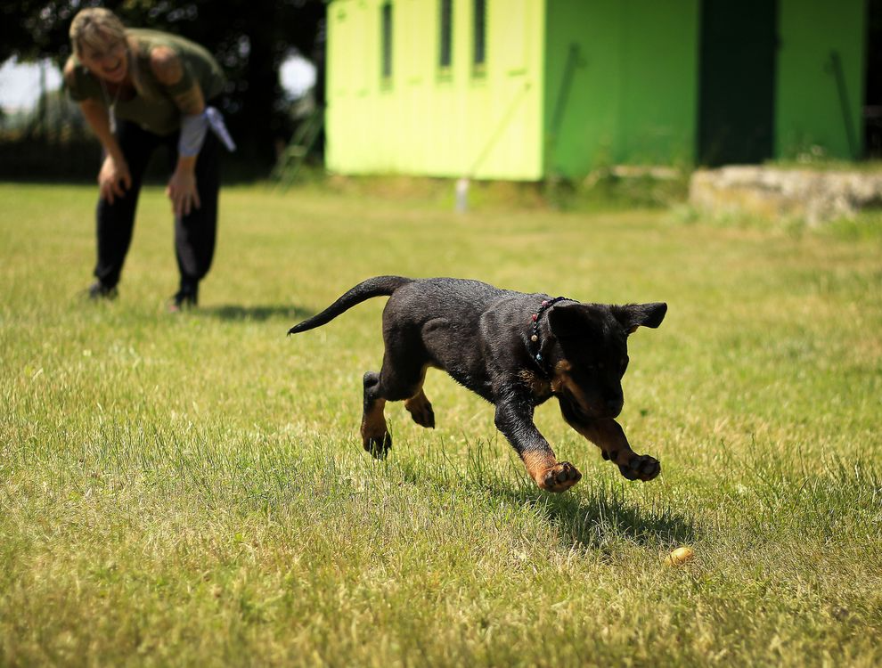 Owner practicing recall with their dog in the yard